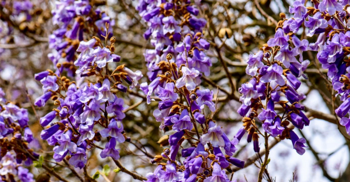Paulovnie (Paulownia) Paulovnie (Paulownia)