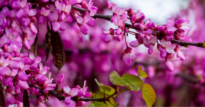 Květy zmarliky (Cercis)