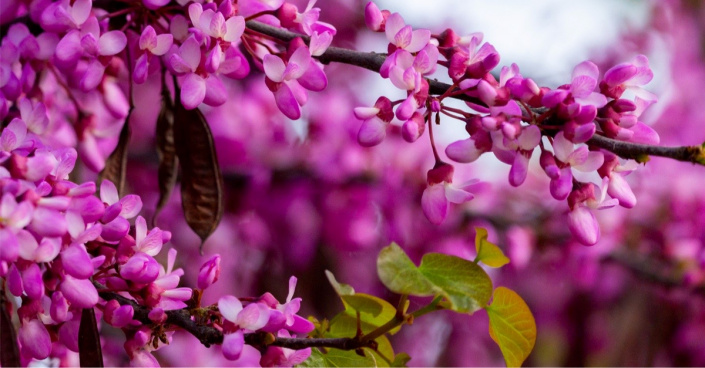 Květy zmarliky (Cercis)