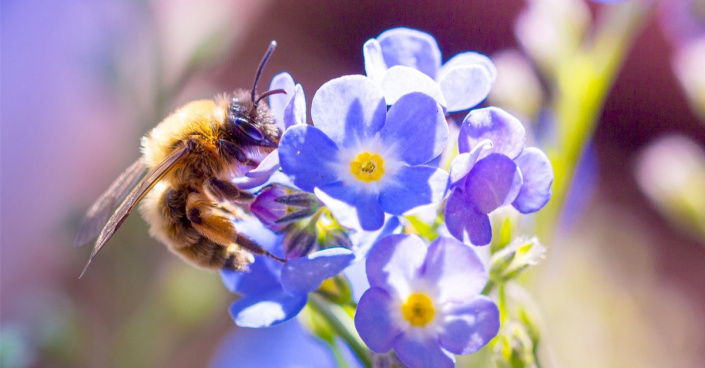 Včela na květech pomněnky (Myosotis)