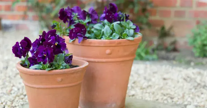 Macešky v hliněných květináčích Macešky v hliněných květináčích