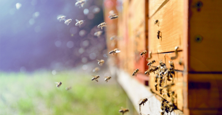 Včely u úlů