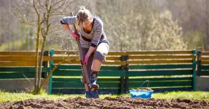 Žena ryje záhon Žena ryje záhon