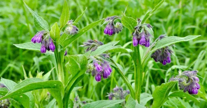 Kostival lékařský Kostival lékařský