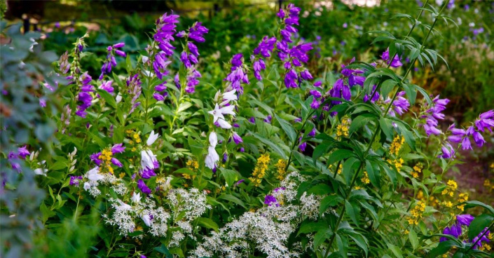 Zvonek širokolistý (Campanula latifolia)