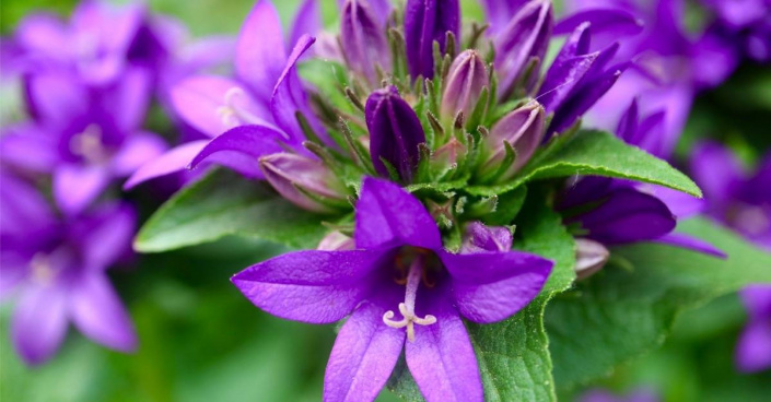 Zvonek klubkatý (Campanula glomerata)