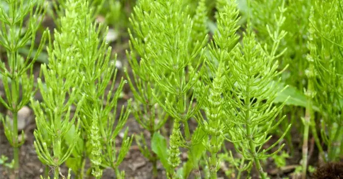 Přeslička rolní Přeslička rolní