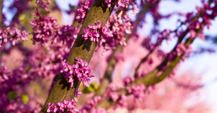 Sytě růžové květy zmarliky Jidášovy (Cercis siliquastrum)