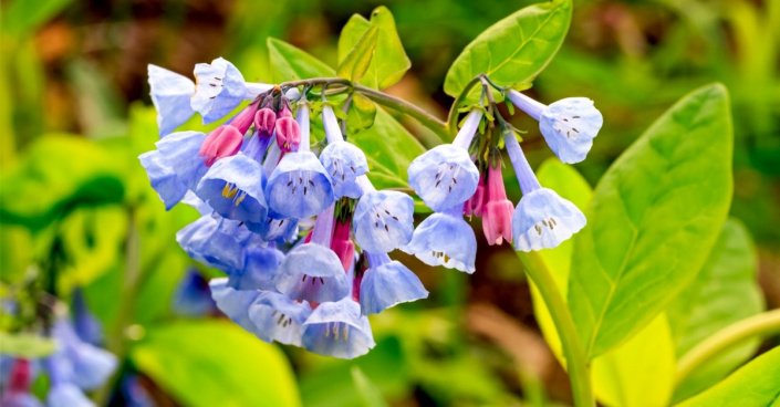 Mertensie viržinská (Mertensia virginica)