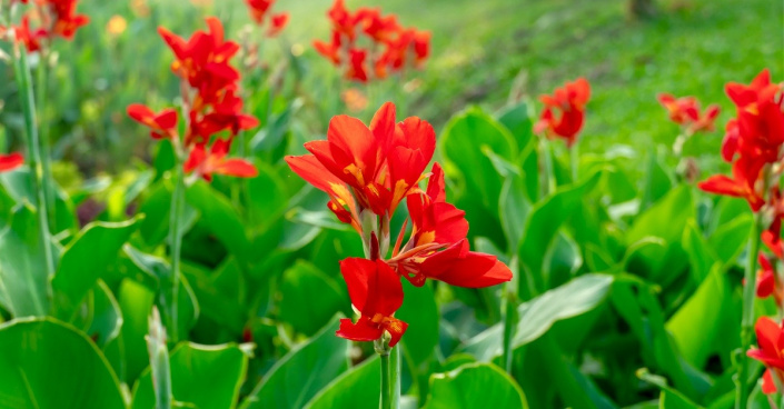 Červené květy dosny indické (Canna indica)
