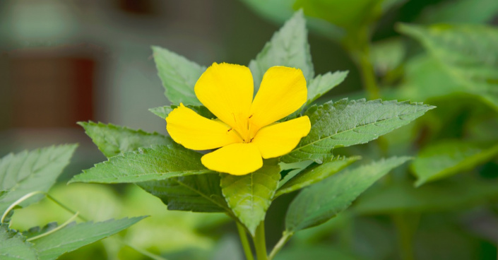 Damiána, česky pastala rozprostřená (Turnera diffusa, syn. T. aphrodisiaca)