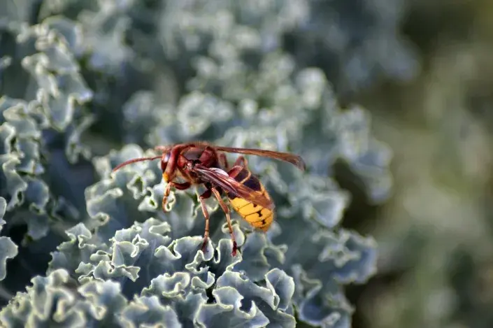 hmyz5srsenobecna.jpg hmyz5srsenobecna.jpg