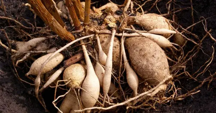 Hlízy jiřin Hlízy jiřin