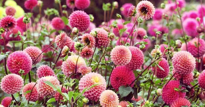 Růžové květy jiřinek Růžové květy jiřinek