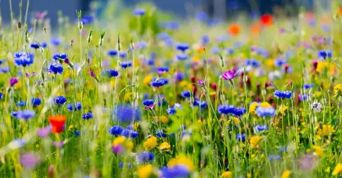 Chrpy v květnaté louce