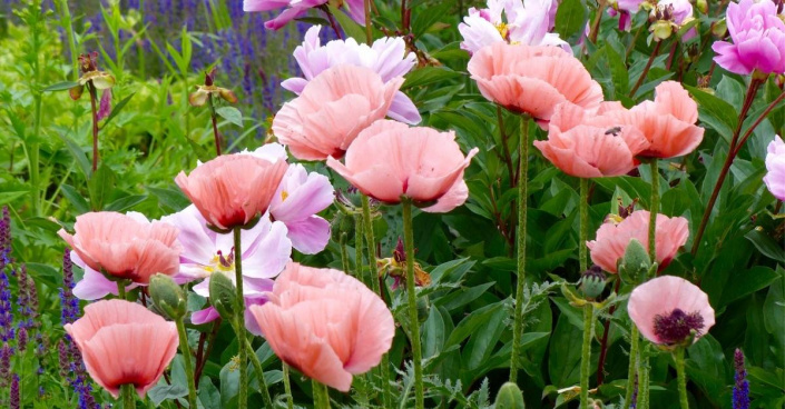 Mák východní (Papaver orientale)