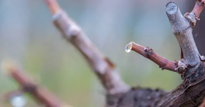 Dvouoký čípek Dvouoký čípek