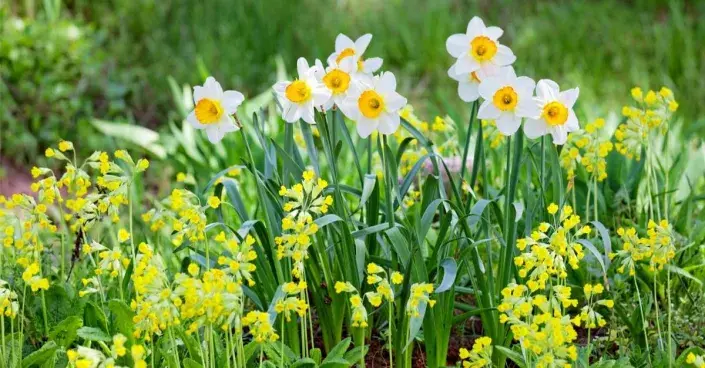 Rozkvetlé narcisy a prvosenky Rozkvetlé narcisy a prvosenky