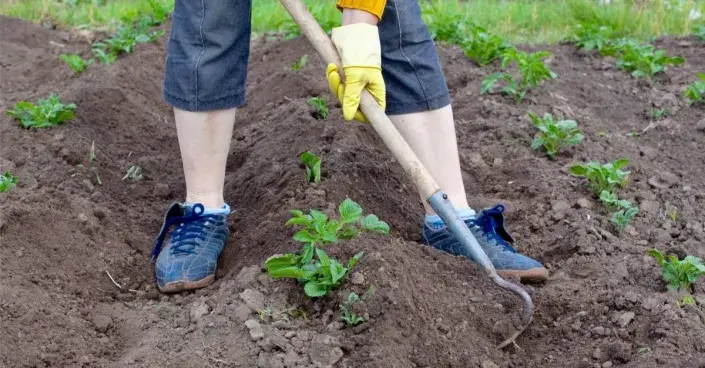 Přihrnování půdy k bramborám Přihrnování půdy k bramborám