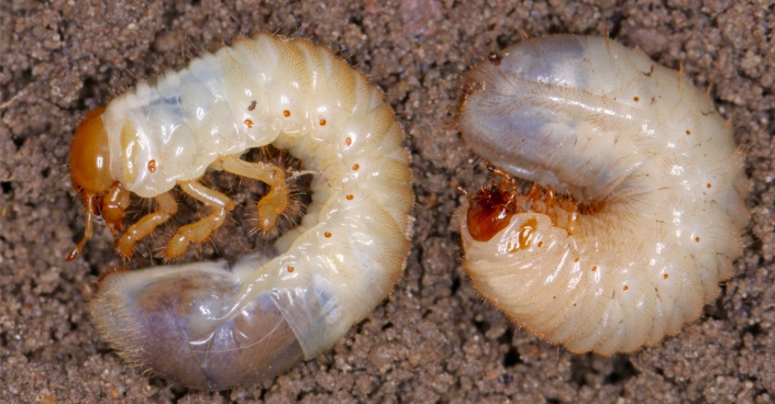 Larva chrousta a larva zlatohlávka Larva chrousta a larva zlatohlávka