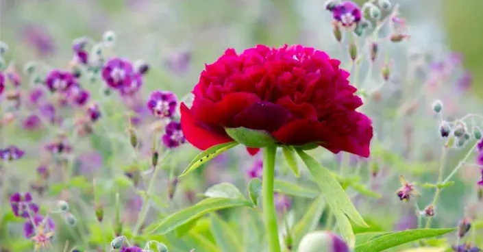 Červený květ pivoňky, fialové kvítky kakostu Červený květ pivoňky, fialové kvítky kakostu