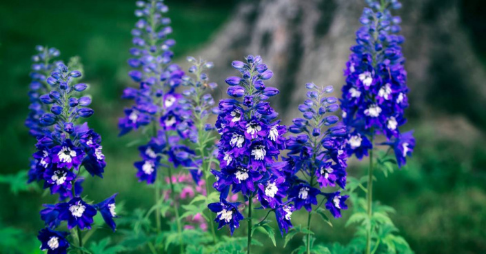 Stračka (Delphinium) 'Dark Blue White Bee'