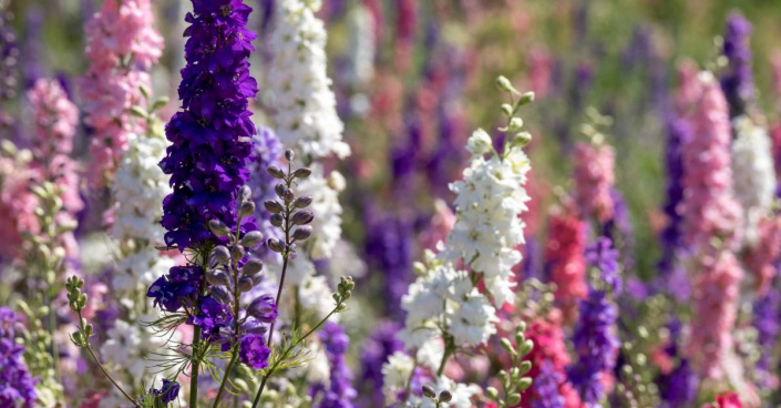 Barevná květenství straček (Delphinium)