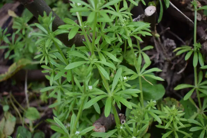 Svízel přítula Svízel přítula