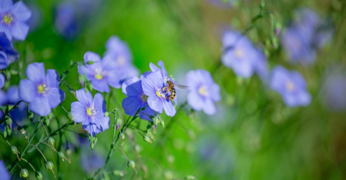 Len vytrvalý (Linum perenne)