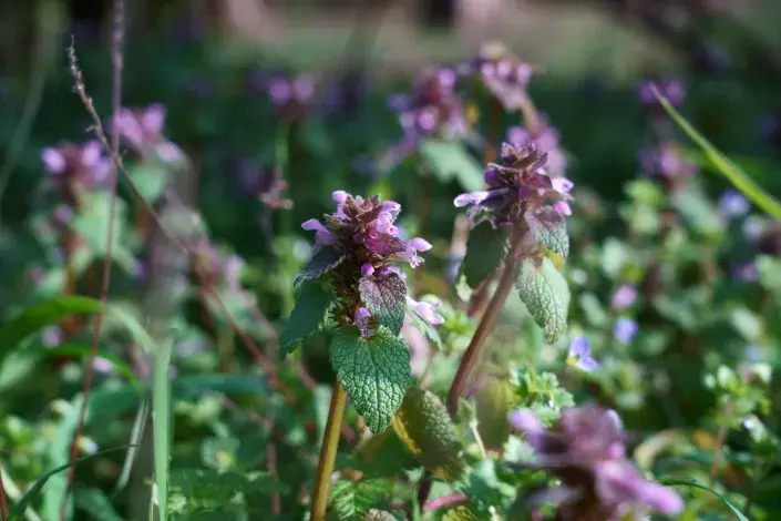 Hluchavka nachová Hluchavka nachová