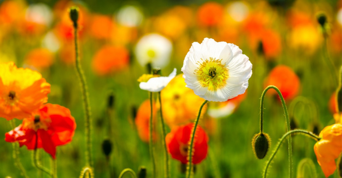 Pestrobarevně kvetoucí mák lysý (Papaver nudicaule)