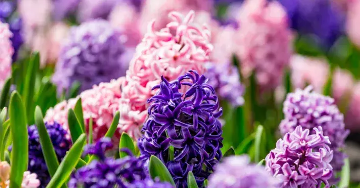 Růžové a fialové květy hyacintů Růžové a fialové květy hyacintů