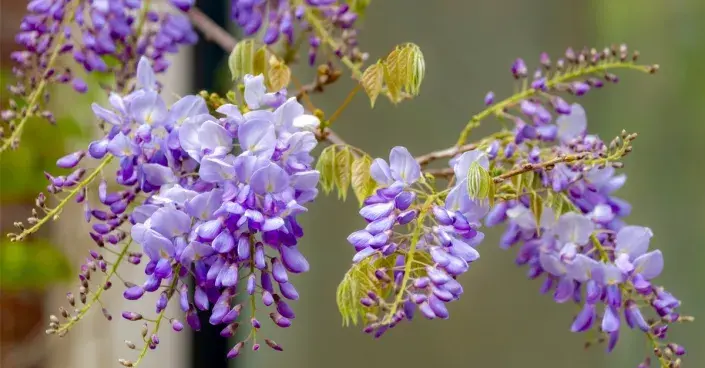 Květy vistárie Květy vistárie