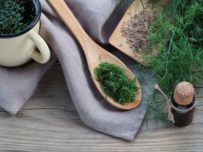 Léčivé účinky kopru Léčivé účinky kopru