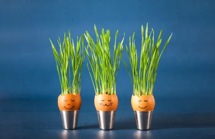 Jarní osení ve vajíčku Jarní osení ve vajíčku