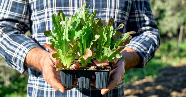 Předpěstované saláty v sadbovači