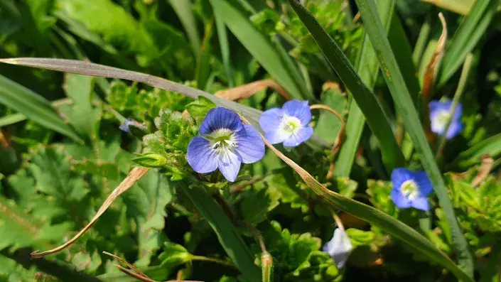 Rozrazil perský Rozrazil perský