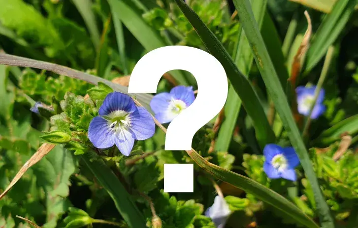 Kvíz: Rozrazil perský Kvíz: Rozrazil perský