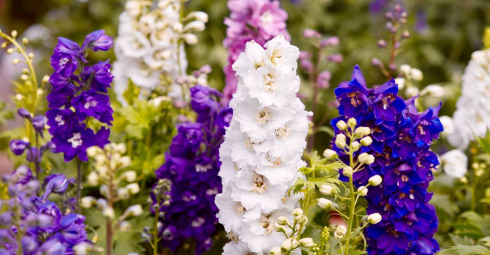 Barevné květy straček (Delphinium)