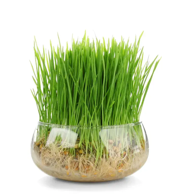 Jarní osení Jarní osení