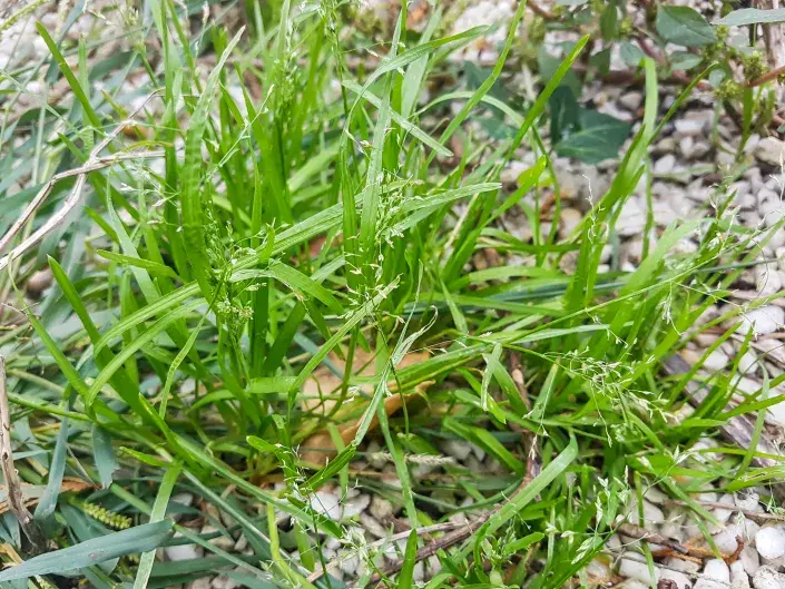 Lipnice roční Lipnice roční