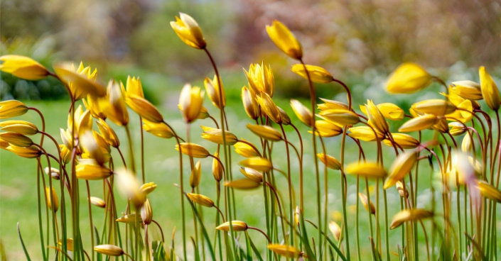 Botanický tulipán (Tulipa sylvestris)