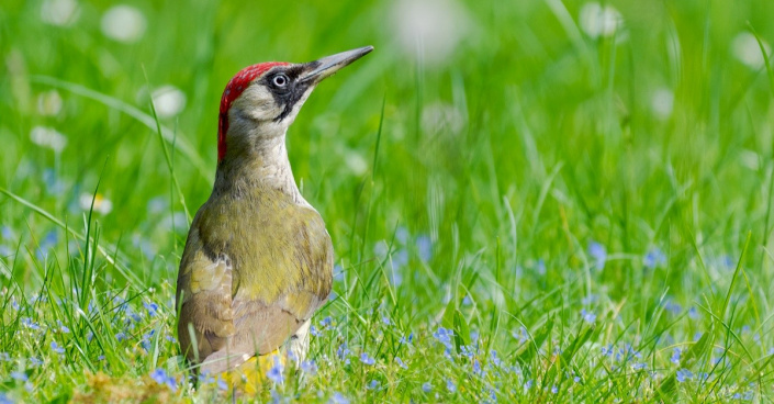 Žluna zelená (Picus viridis)