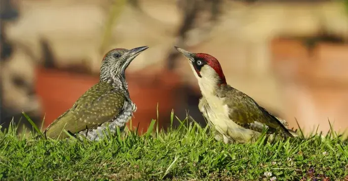 Žluna zelená - dospělý pták a mládě