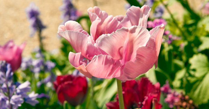 Růžový květ tulipánu v okrasném záhoně