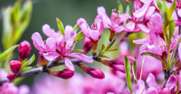 Květy mandloně nízké (Prunus tenella)