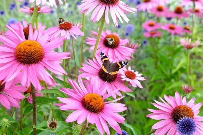 Růžové květy třapatkovky nachové Růžové květy třapatkovky nachové