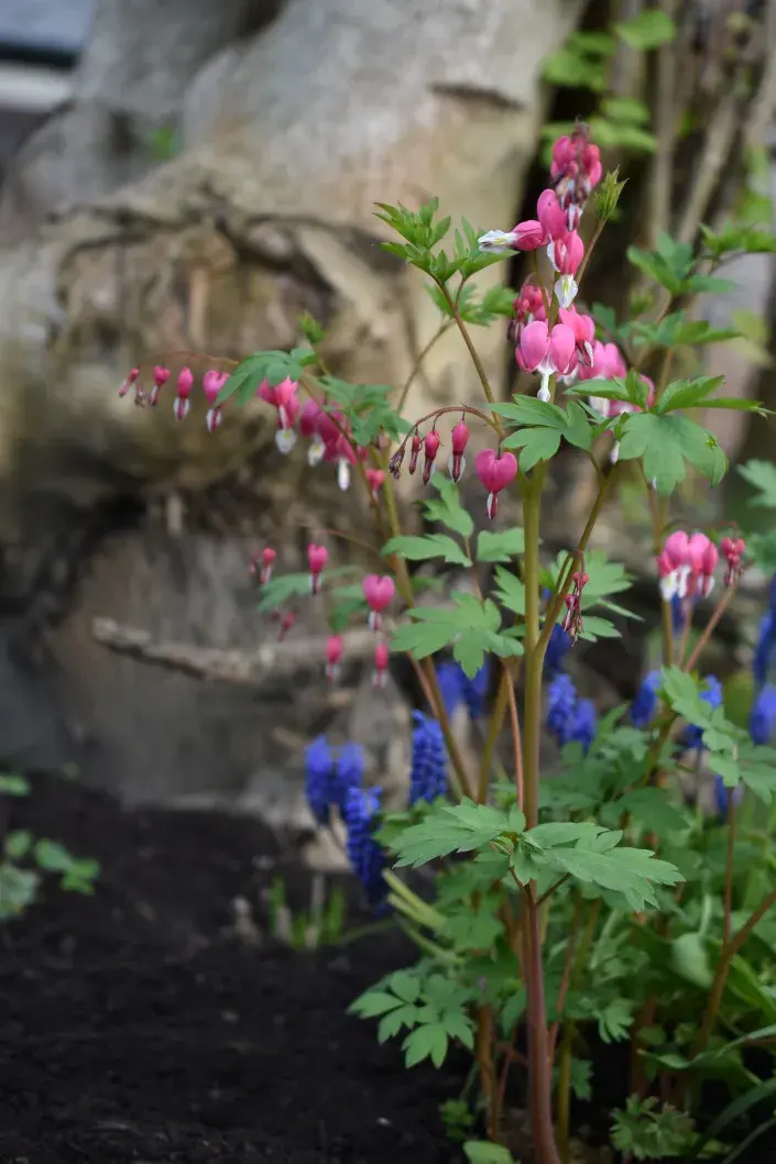 Srdcovka v polostínu pod korunou stromu Srdcovka v polostínu pod korunou stromu