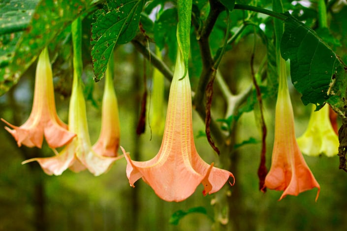 Květy durmanovce (Brugmansia)