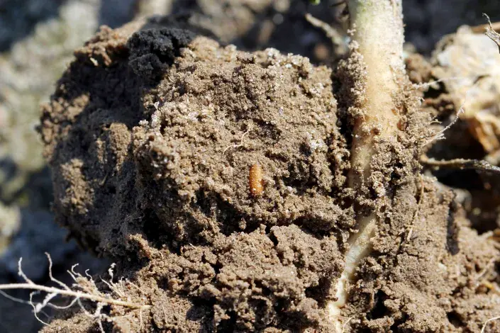 Hnědá kukla květilky zelné (Delia radicum) Hnědá kukla květilky zelné (Delia radicum)